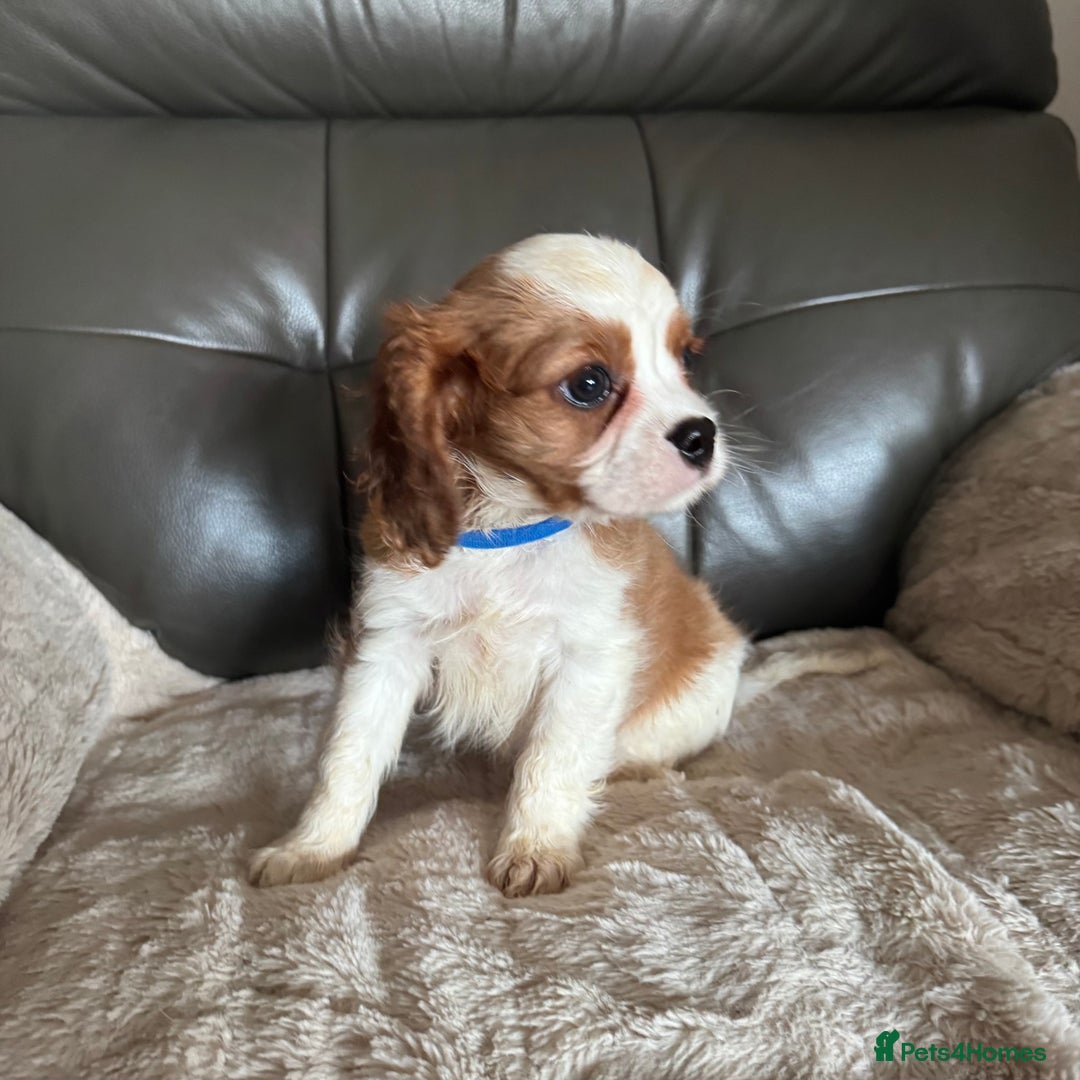 Cavalier King Charles Spaniel dogs for sale: Stunning cavalier King Charles puppies home bred - Advert 6