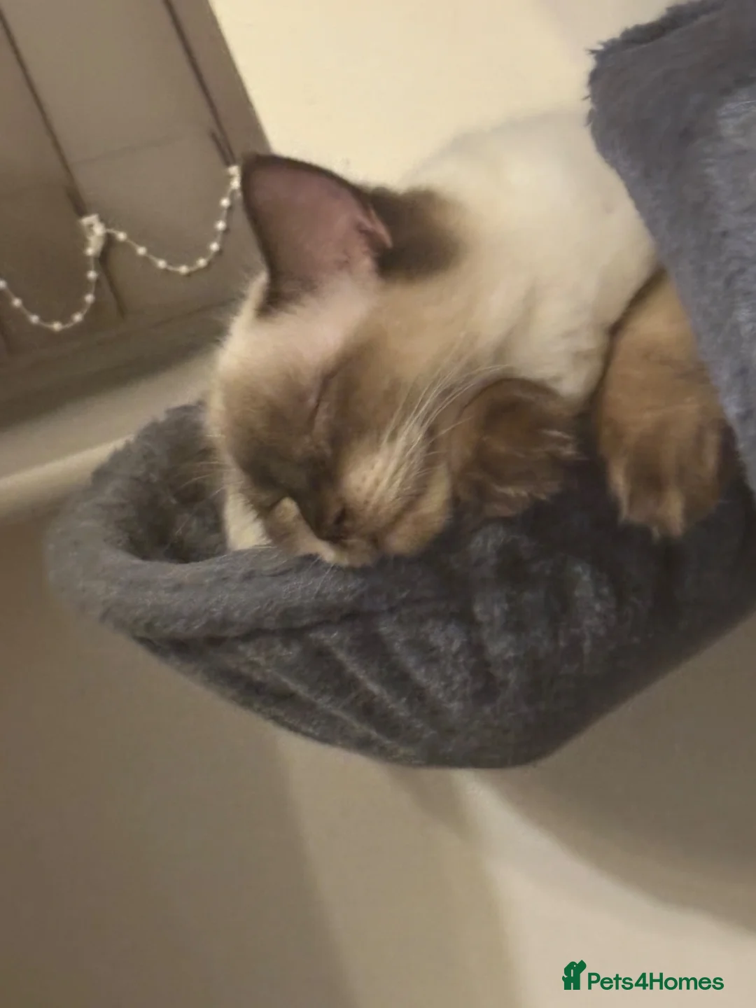 Ragdoll cats for sale: Stunning Male Ragdoll Cat Seeking New Home - Advert 2