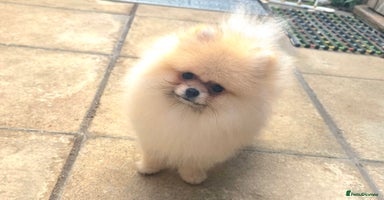 Pomeranian dogs in Brentwood - Advert 14