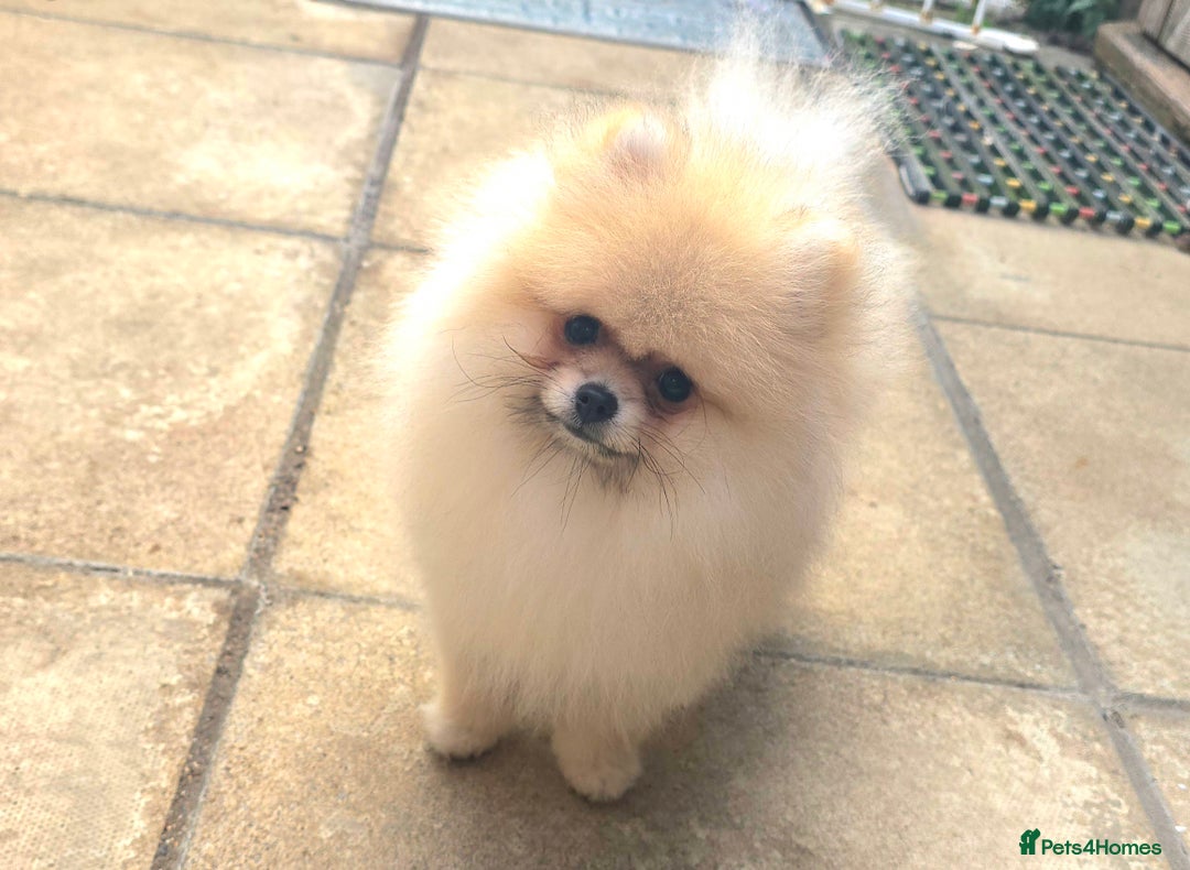 Pomeranian dogs for sale: XXS🐶KC REG🐾Pomeranian Puppies for sale🐶 in Brentwood - Image 9