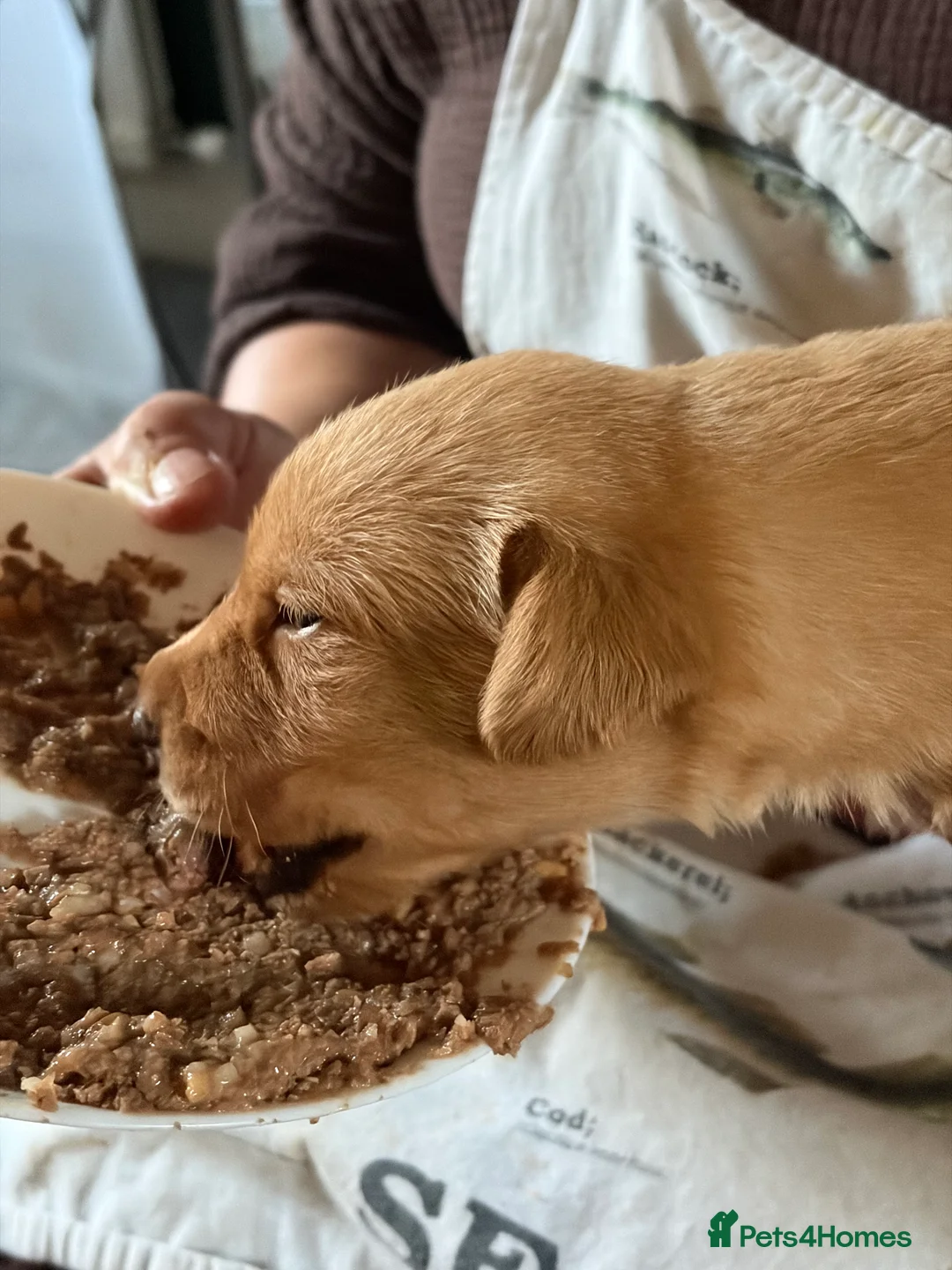 Labrador Retriever dogs for sale: Labrador  in Dorchester - Advert 9