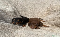 Miniature Dachshund dogs for sale: True To Type Miniature Dachshunds  - Image 9