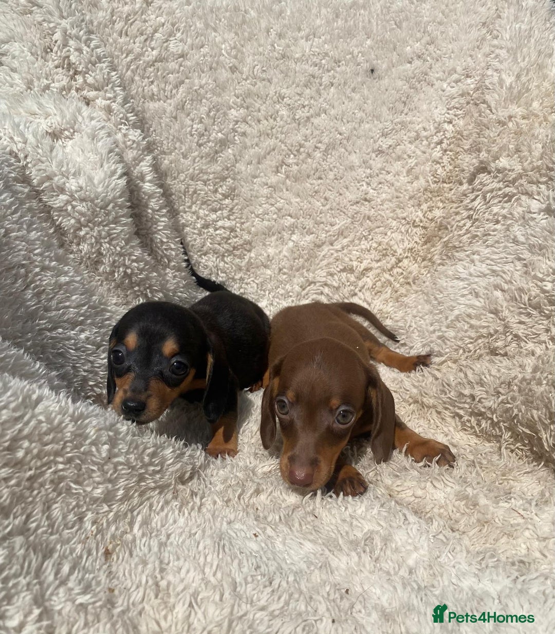 Miniature Dachshund dogs for sale: True To Type Miniature Dachshunds  - Image 9