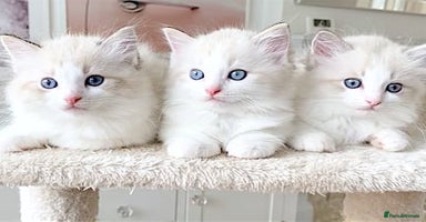 Ragdoll cats - Advert 10