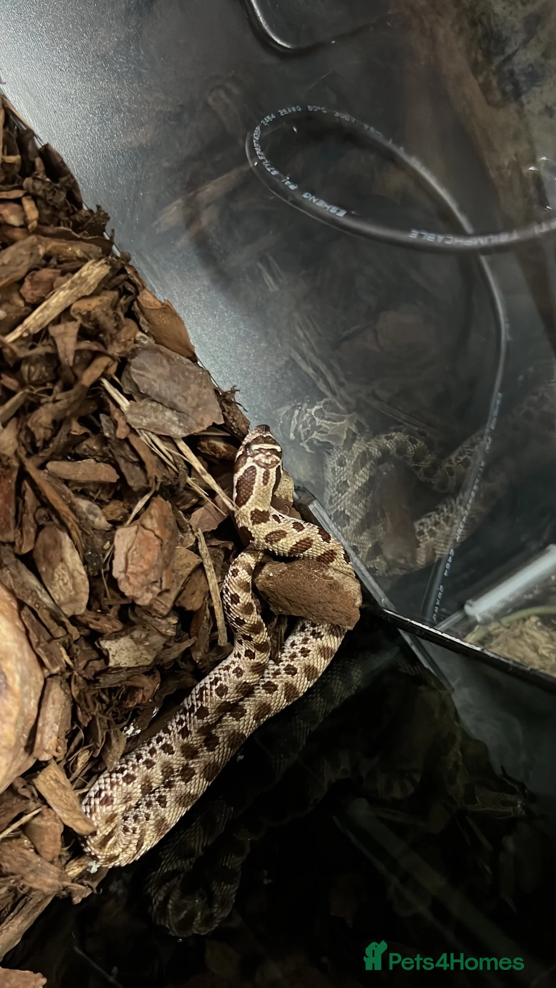 Snake reptiles for sale: REHOME - hognose snake 1 and half years old approx in Norwich - Advert 3