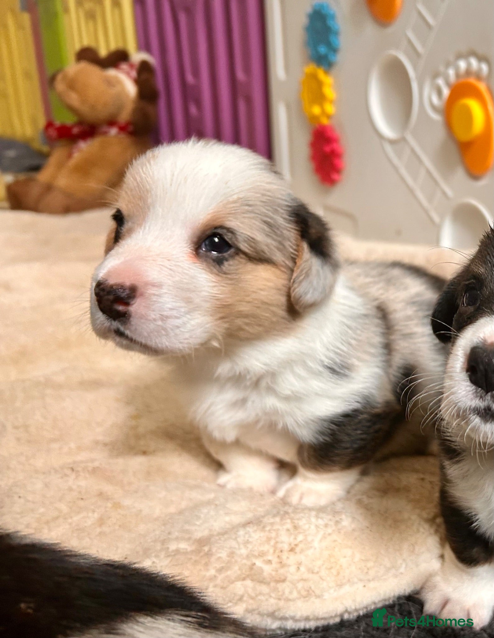 Welsh Corgi Cardigan dogs Quality KC Pedigree Corgi Cardigan Puppies - Advert 2