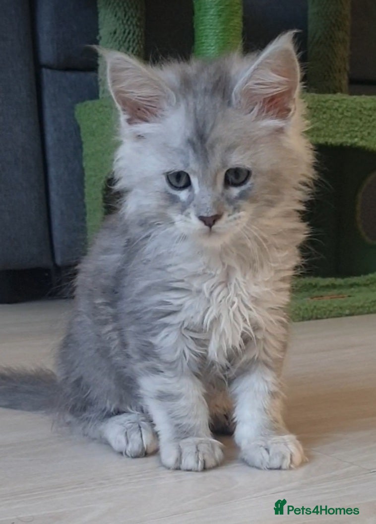 Maine Coon cats Tica registered Maine Coons  - Advert 3