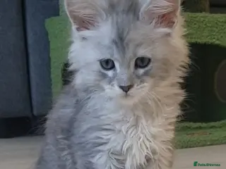 Maine Coon cats Tica registered Maine Coons - Advert 4