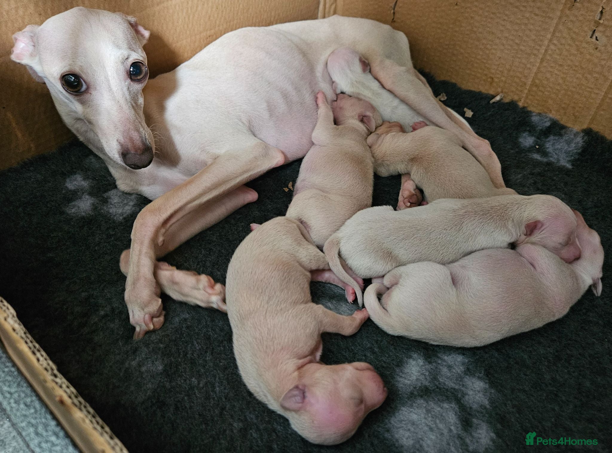 Italian Greyhound dogs 🤍 KC Registered Italian Greyhound Puppies 🤍 - Advert 11