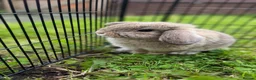 Mini Lop rabbits for sale: Mini Lop Bunny  in Houghton le Spring - Advert 7