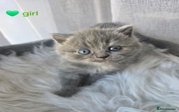 British Shorthair cats for sale: A charming kitten will be available in December. - Image 11