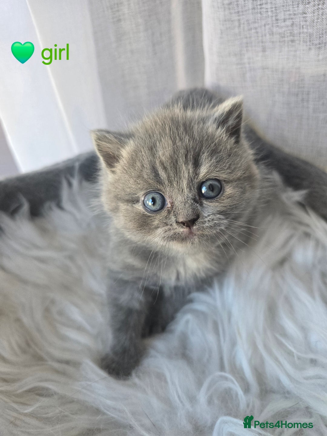 British Shorthair cats for sale: A charming kitten will be available in December. - Image 11