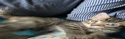 Domestic Shorthair cats for sale: Cute bundle of Kittens - Advert 7