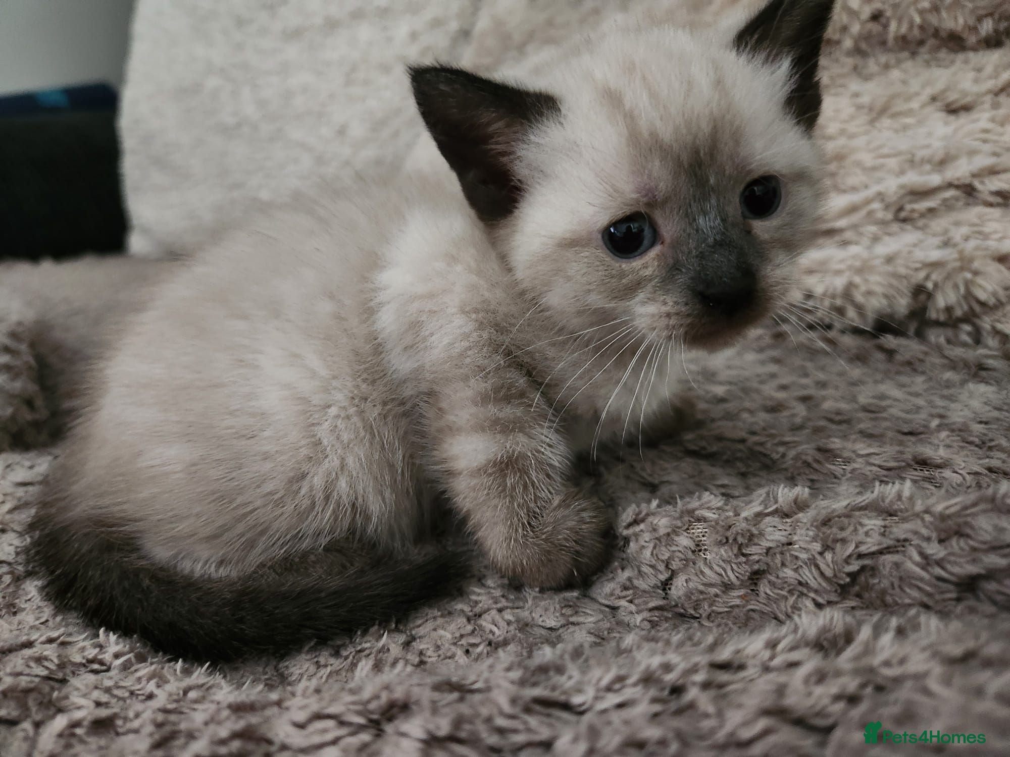 Mixed Breed cats 3 beautiful kittens  - Advert 3
