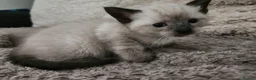 Mixed Breed cats for sale: 3 beautiful kittens  in Stockton-on-Tees - Advert 1