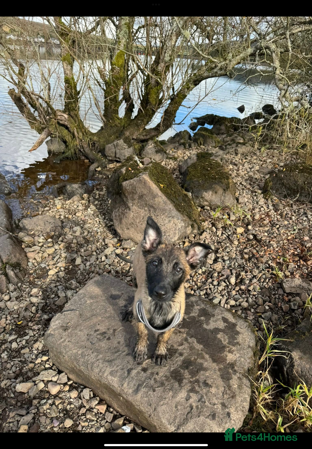 Belgian Shepherd Dog dogs for sale: Belgian Malinois - Whiskey - Image 3