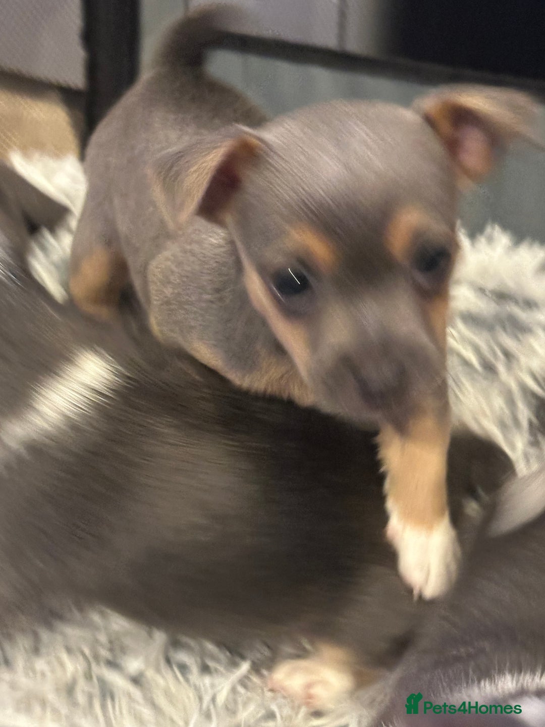 Jack Russell dogs for sale: Miniature miniature Jack Russel Puppies - Advert 17