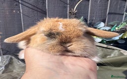 Mini Lop rabbits for sale: STUNNING baby mini lops - Image 10