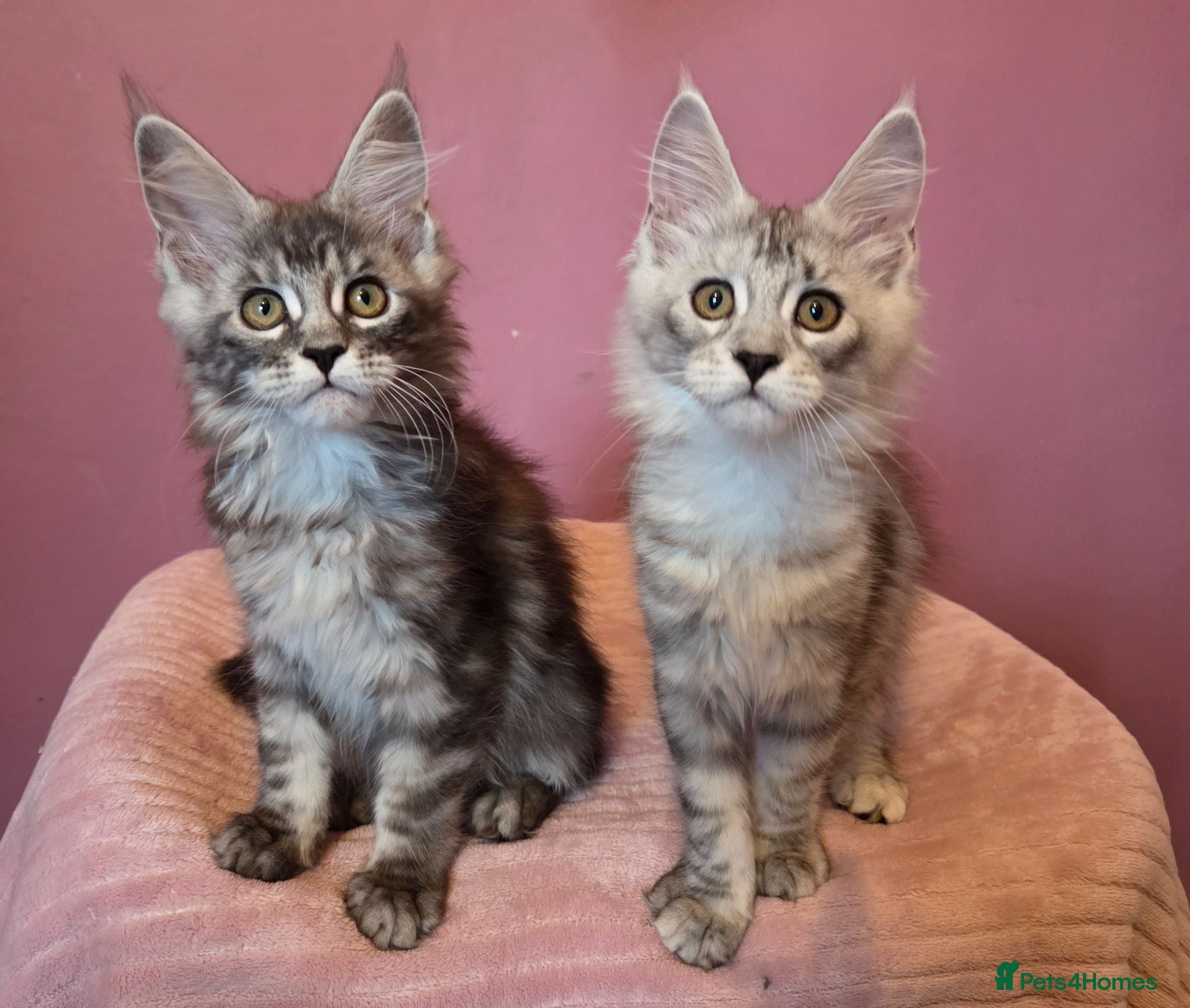 Maine Coon cats Mainecoon Kittens Tica Reg - Advert 16