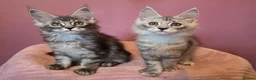 Maine Coon cats for sale: Tica Reg REDUCED mainecoon kittens READY NOW - Advert 2