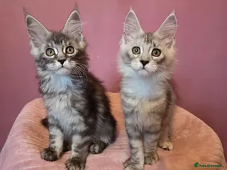 Maine Coon cats Mainecoon Kittens Tica Reg - Advert 16