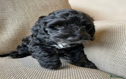 Cockapoo dogs for sale: Show Type F1 Cockerpoos. KC parents & health tests - Image 13