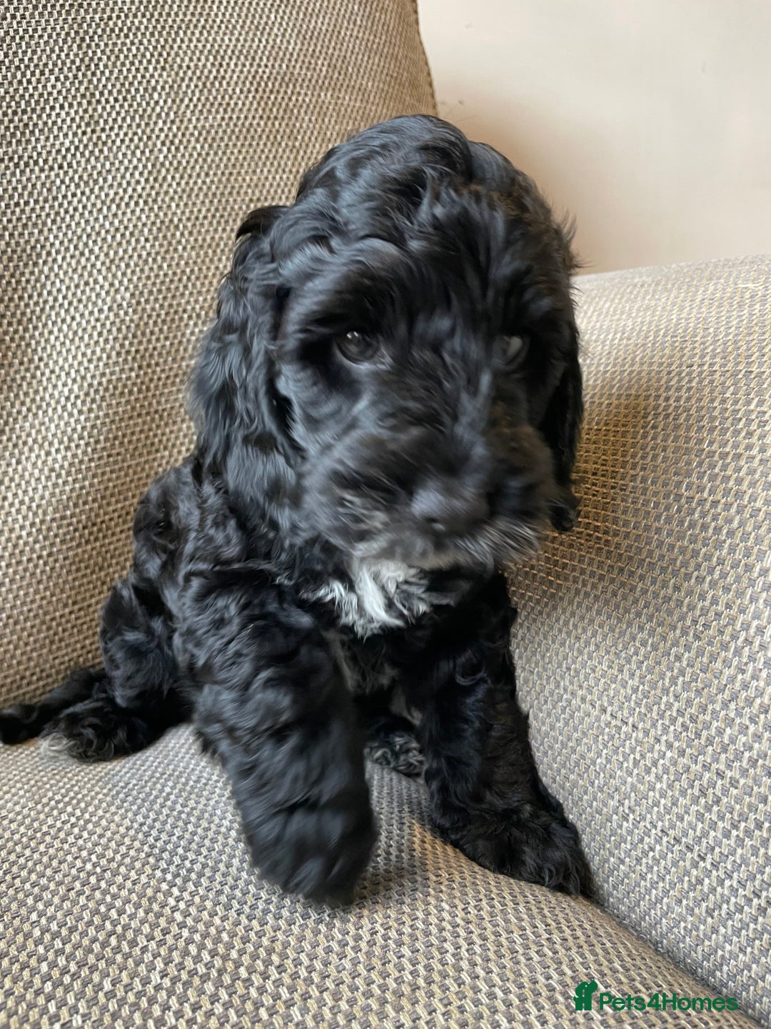 Cockapoo dogs for sale: Show Type F1 Cockerpoos. KC parents & health tests - Image 13