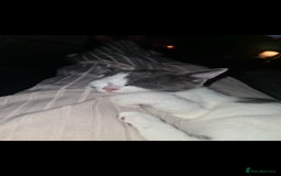 Mixed Breed cats for sale: Beautiful playing kittens  - Image 2
