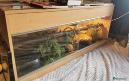 Snake reptiles for sale: Cinnamon Mojave pastel het pied royal python  - Image 6