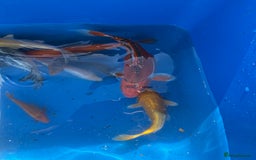 Koi Carp fish for sale: Various koi carp - Image 6