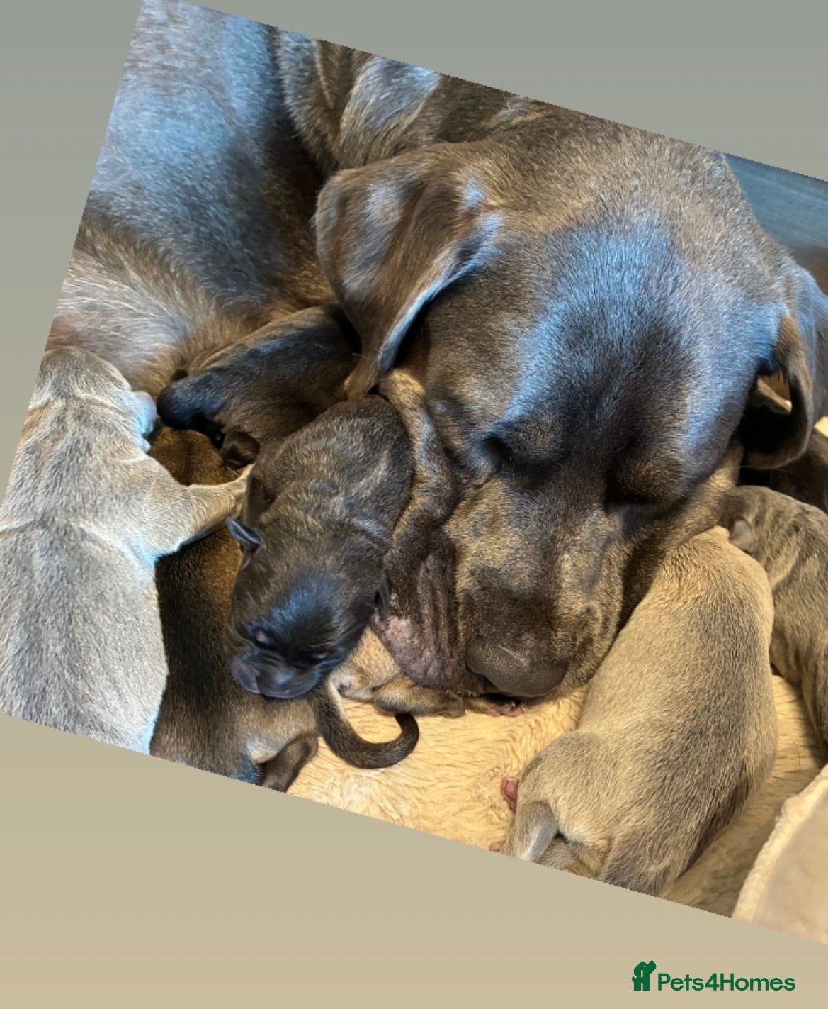 Mixed Breed dogs Puppies  - Advert 11