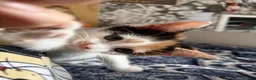 Mixed Breed cats for sale: Calico kitten female - Advert 2