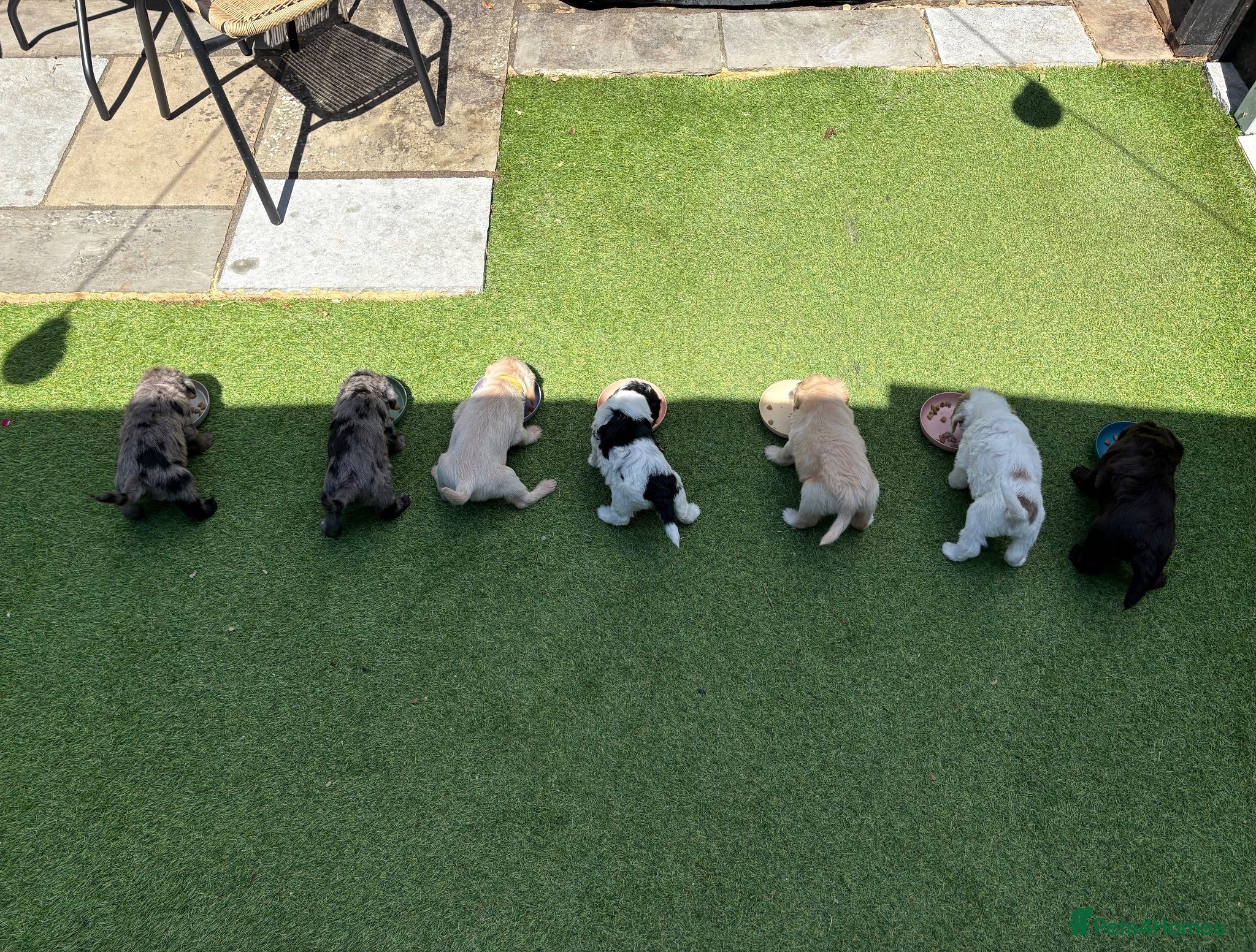 Labradoodle dogs Miniature labradoodle puppies  - Advert 2