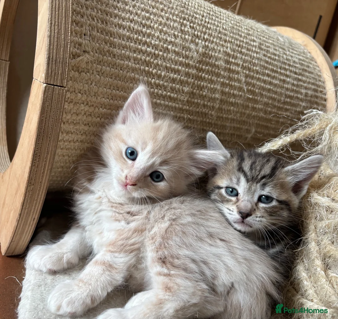 Ragdoll cats for sale: Lovely Kittens - Advert 2