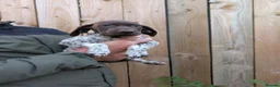 German Shorthaired Pointer dogs for sale: 3 beautiful German pointers!! - Advert 8
