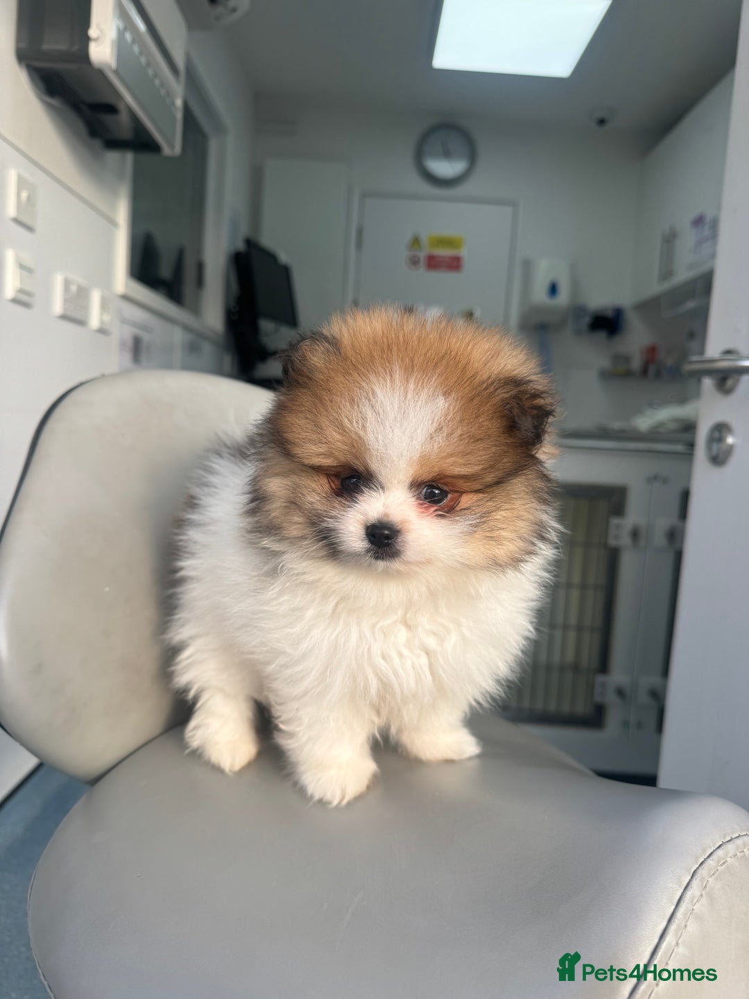 Pomeranian dogs for sale: Unique patterned Pomeranians 🩵 - Advert 6