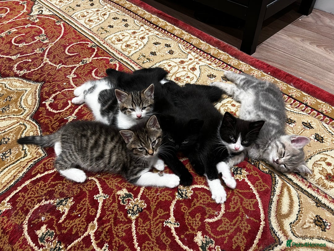 American Shorthair cats for sale: Adorable Tabby Kittens – Ready for Forever Homes - Advert 19