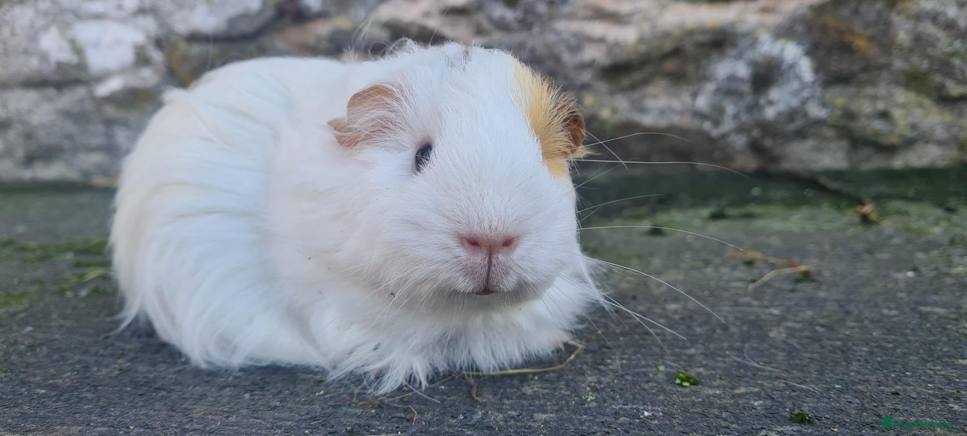Guinea Pig rodents Sheltie female guinea pigs - Advert 2