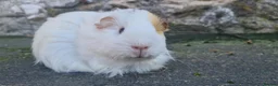 Guinea Pig rodents for sale: Sheltie female guinea pigs - Advert 1