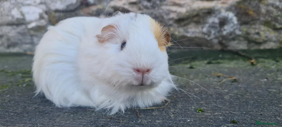 Guinea Pig rodents for sale: Sheltie female guinea pigs - Advert 1