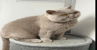 British Shorthair cats - Advert 2