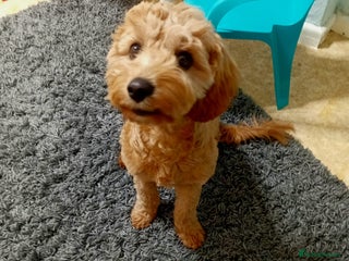 Cavapoo dogs - Advert 1