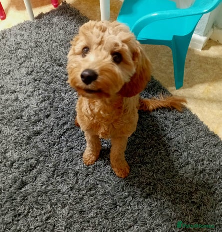 Cavapoo dogs - Advert 1