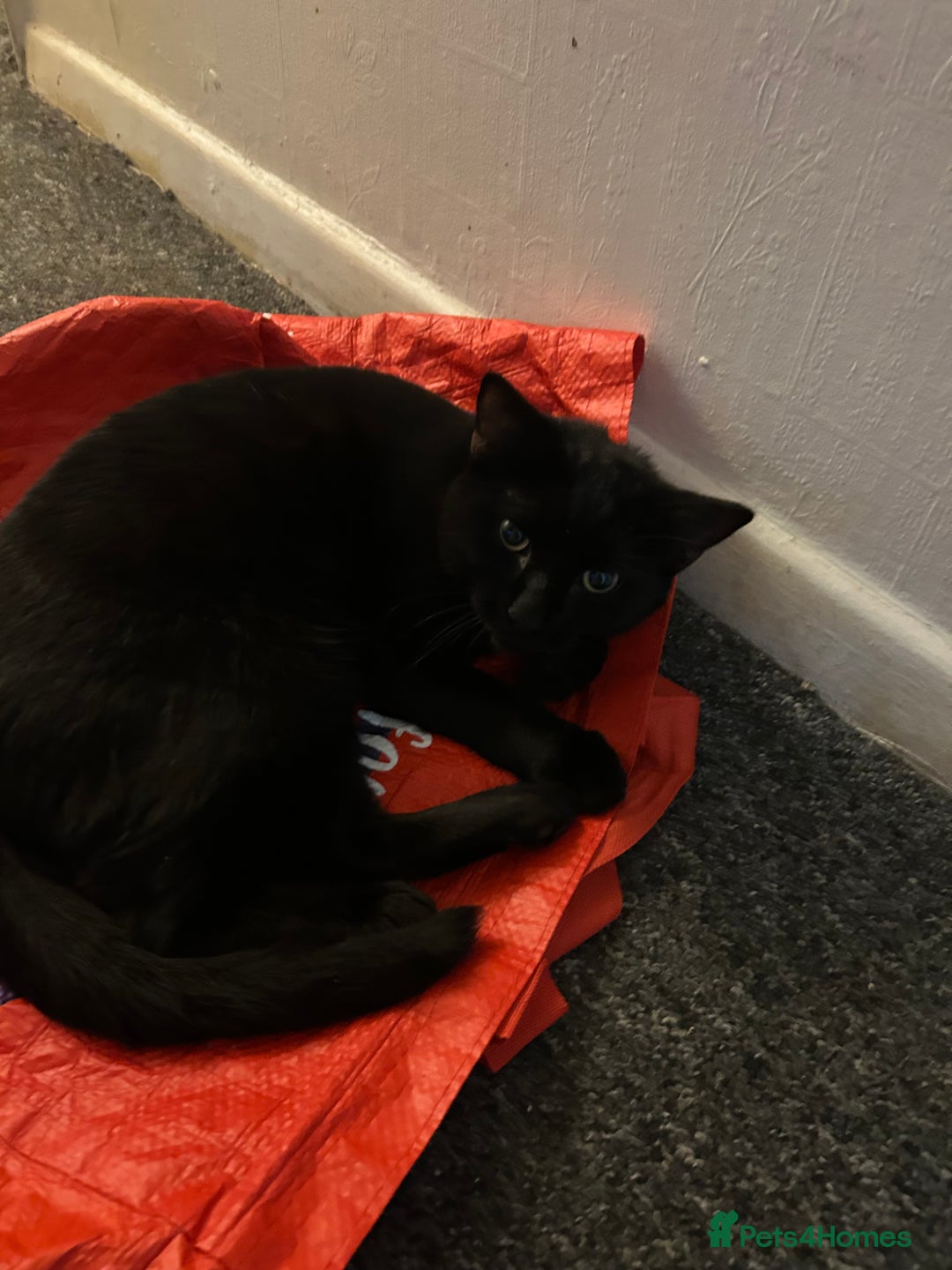 British Shorthair cats for sale: Two cat need a knew home  - Image 3
