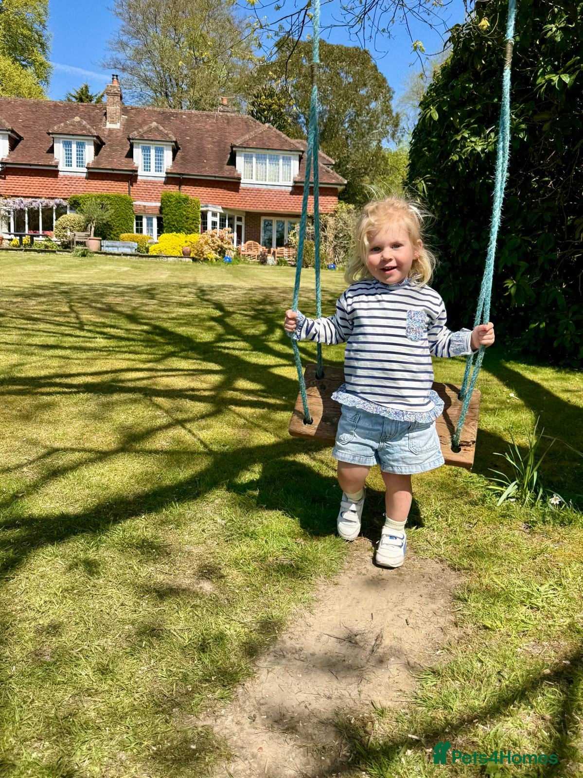Mini Lop rabbits Extremely well handled, laid back pure mini lops - Advert 2