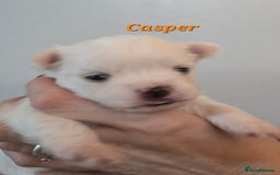 Mixed Breed dogs for sale: F1 Malchi puppys from health tested parents  - Image 5