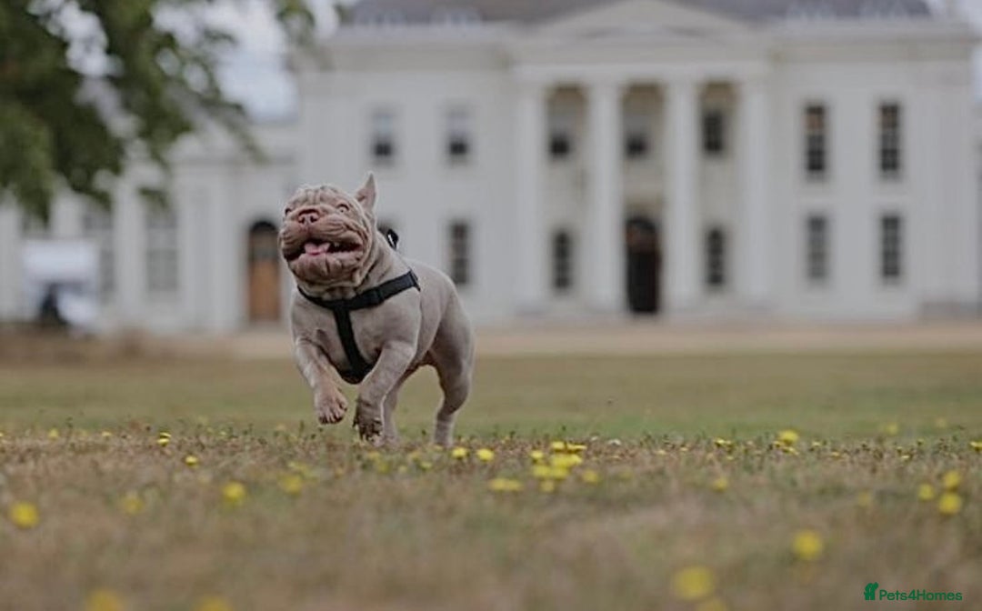 French Bulldog dogs for sale: Newshade Velvet Female Frenchie Pup - Advert 8