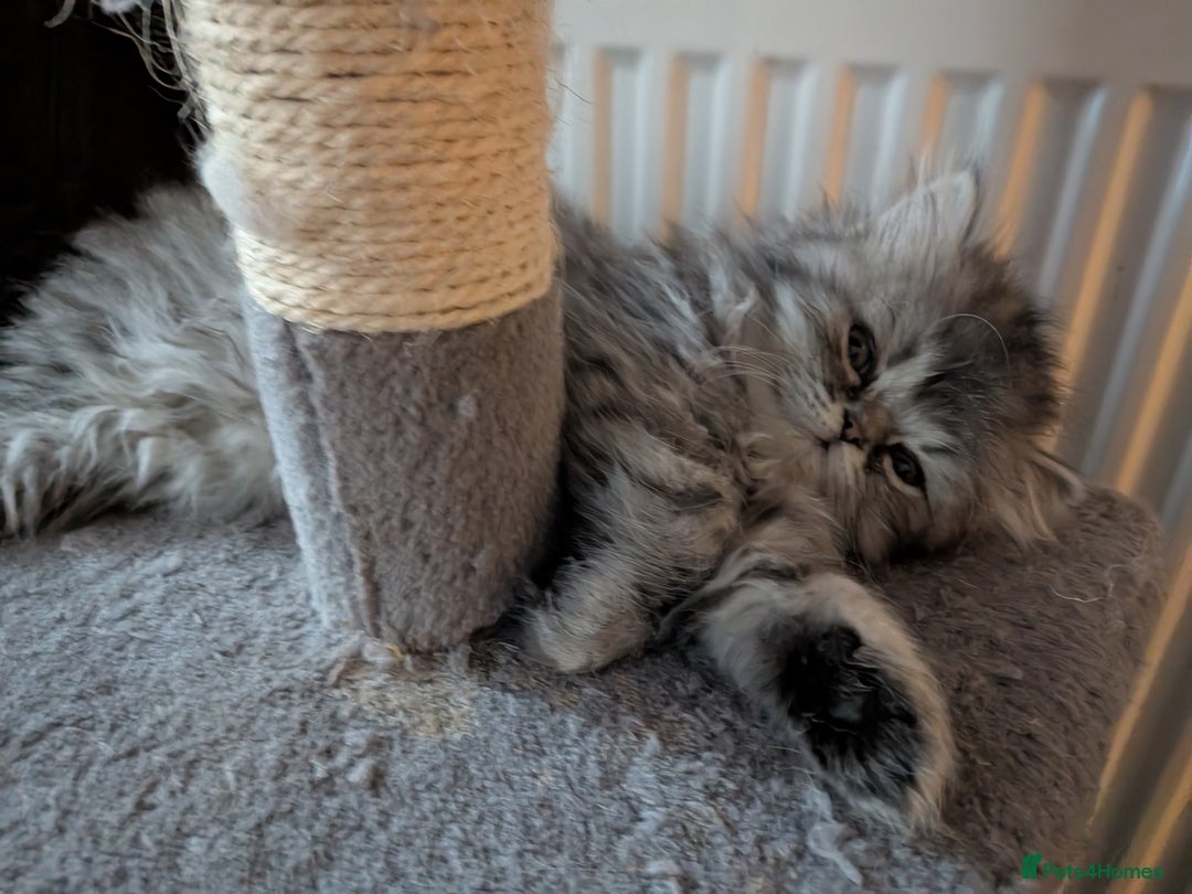 Persian cats for sale: Beautiful Persian kittens  - Image 11