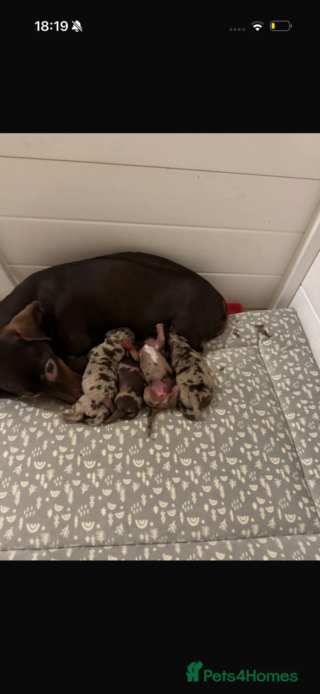 Miniature Dachshund dogs for sale: Miniature Dachshund KC REG PRA Clear   - Advert 9