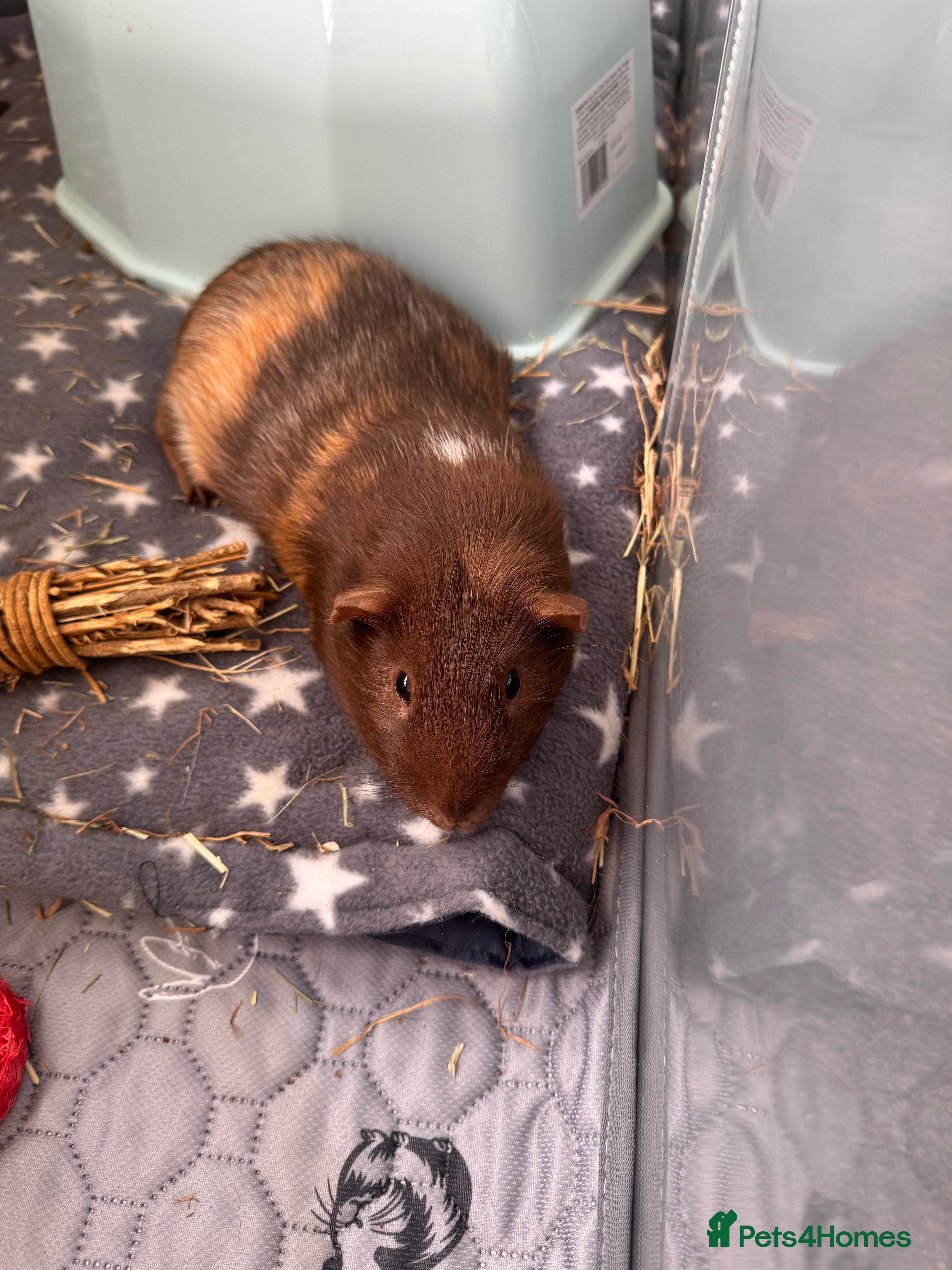 Guinea Pig rodents 2 male bonded guinea pigs - Advert 1